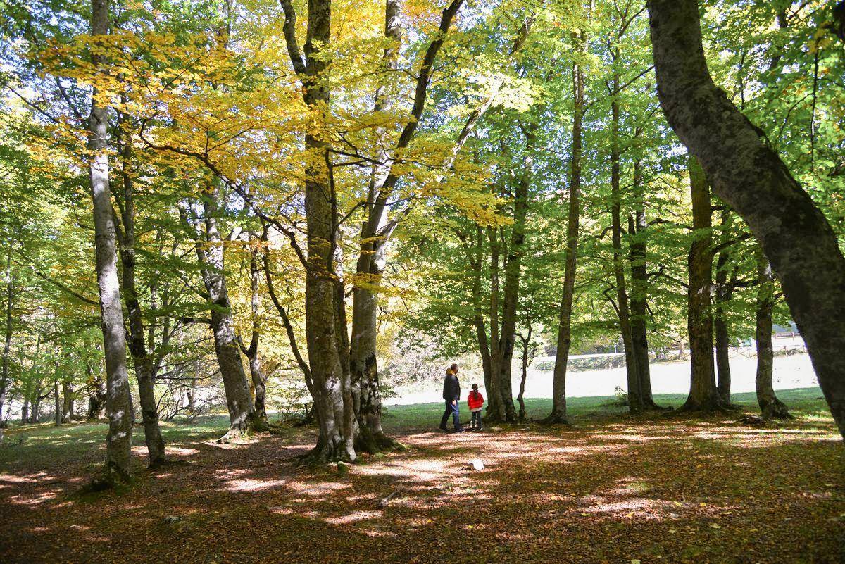 cipriani-park-hotel-posizione-bosco-di-santantonio