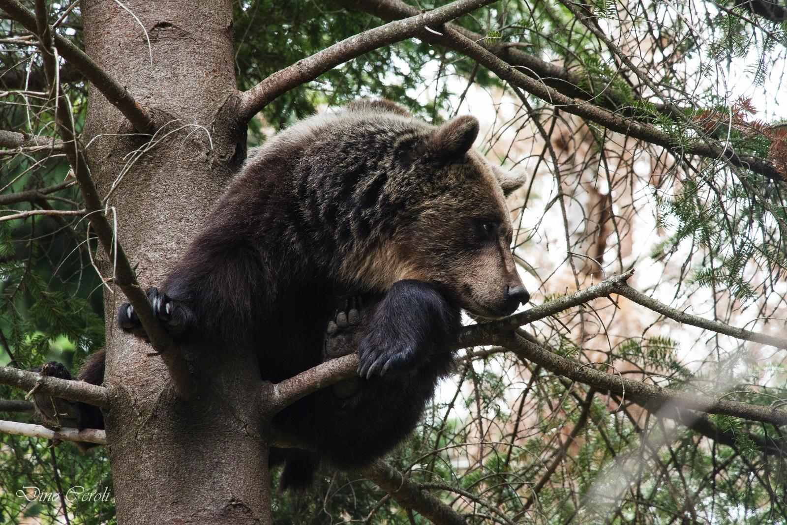 ORSO